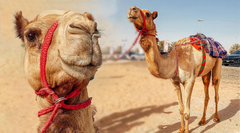 Where to See Camels in Dubai