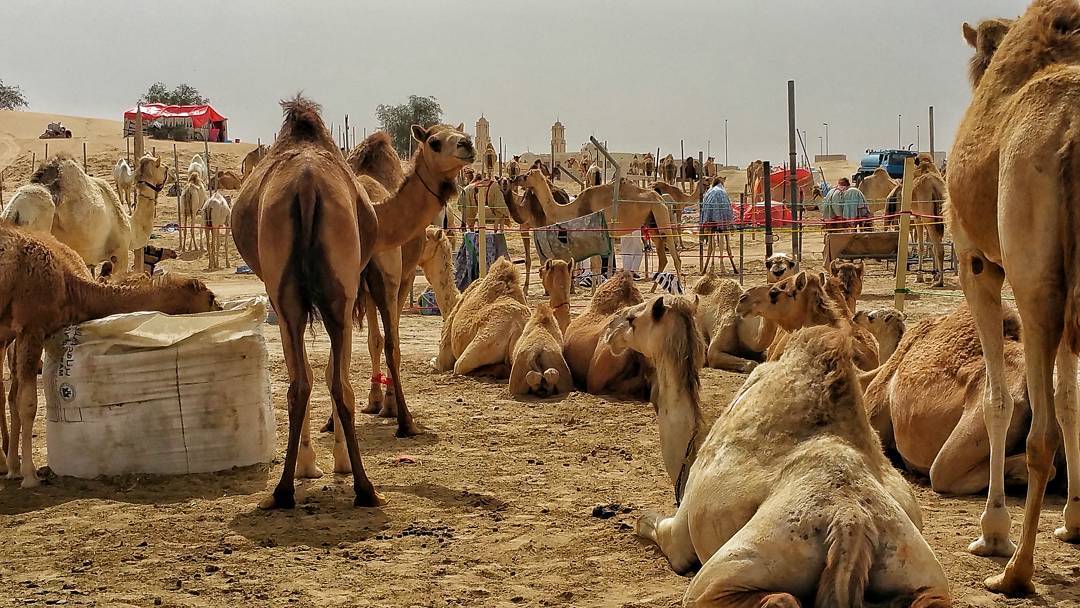 Al Lisaili Camel Market