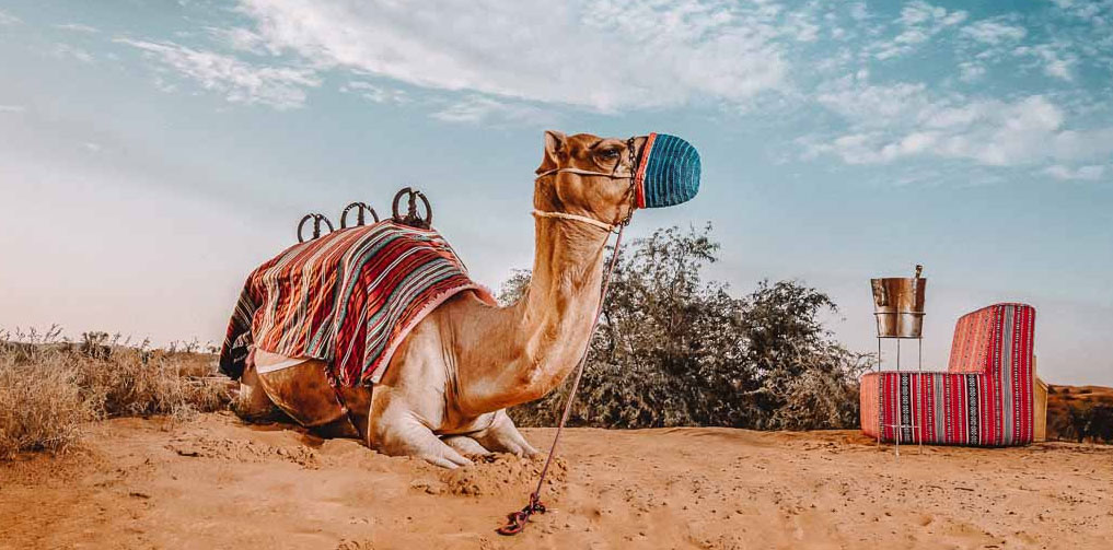Ras Al Khaimah Camel Trekking