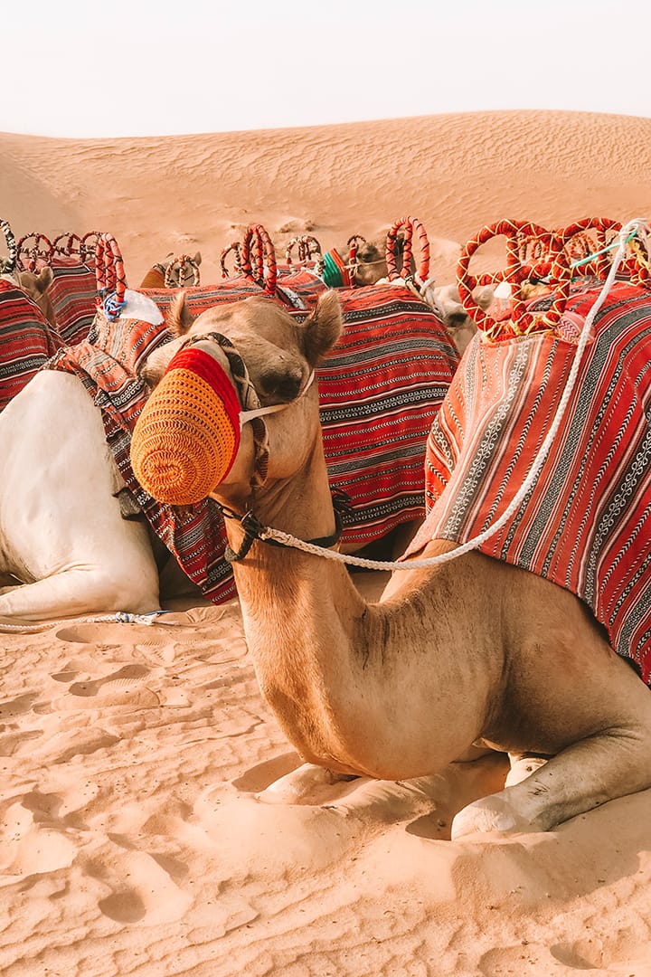 Recommended Tickets for Dubai Desert Safari