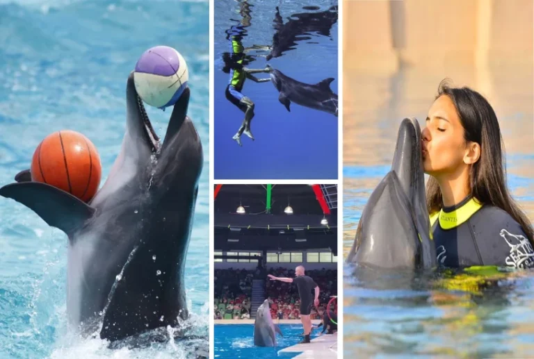 Best Dolphin Show in Dubai